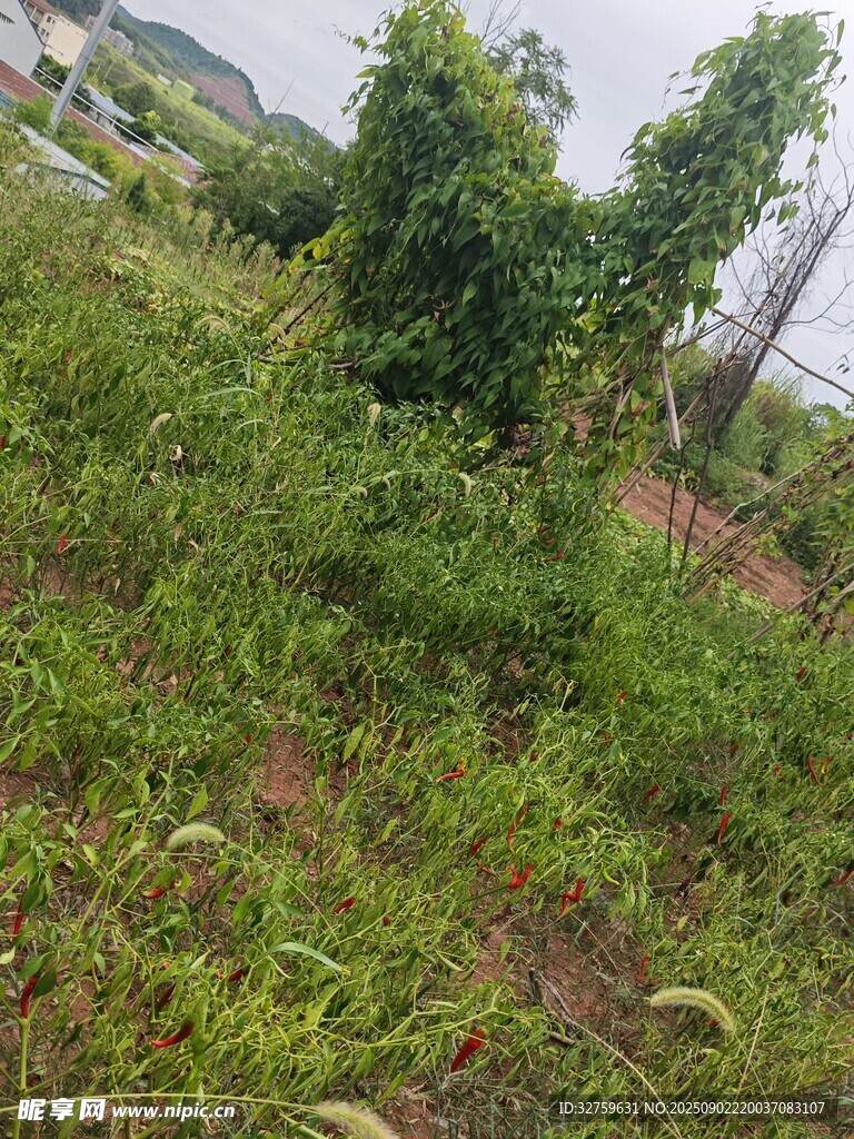 野外繁茂綠植景象