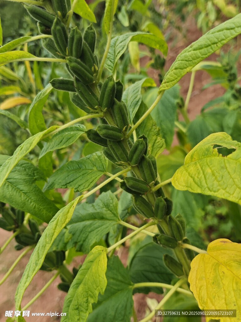 綠葉植物特寫(xiě)
