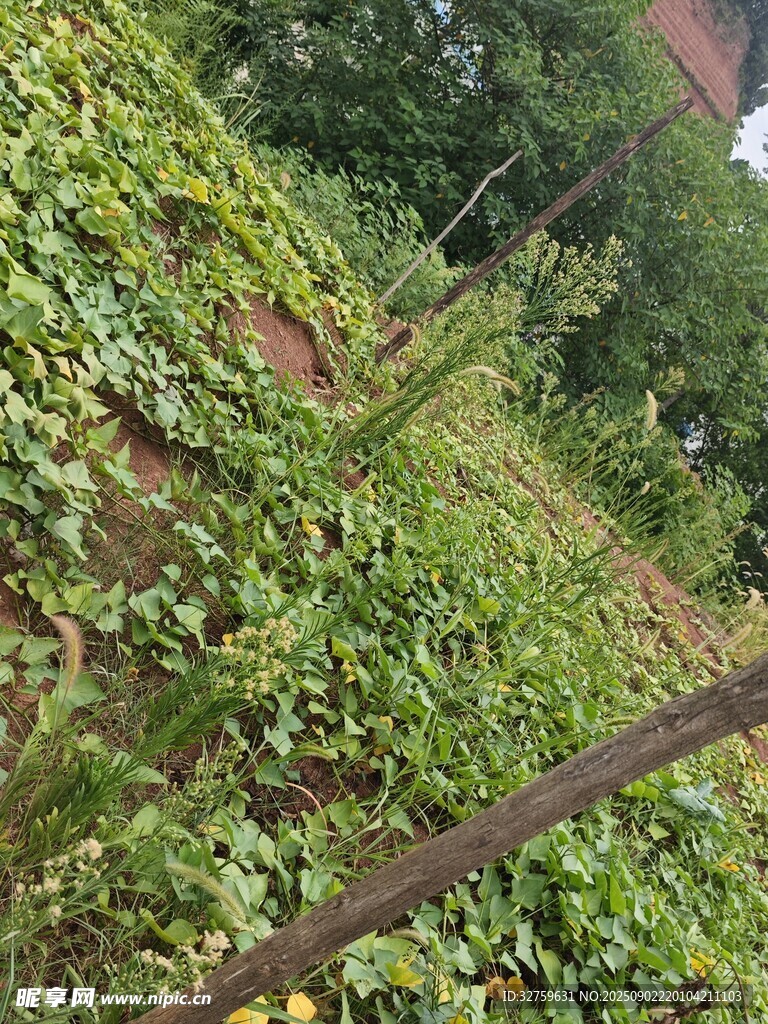 山坡綠植 