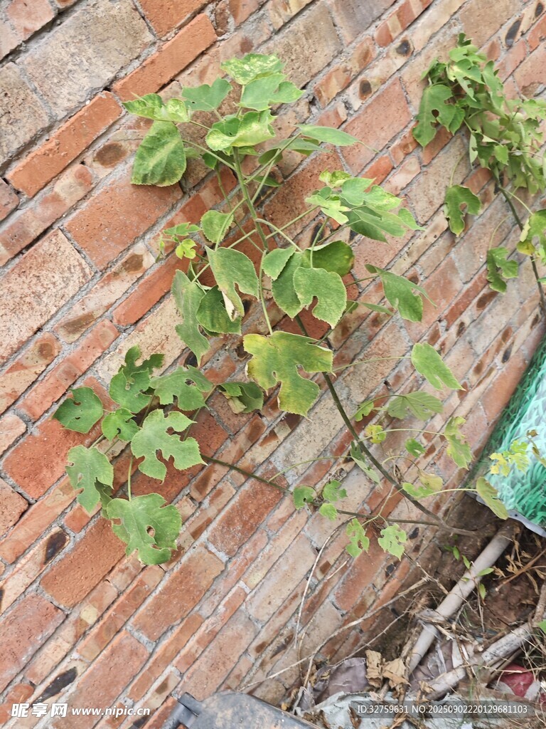 磚墻攀附的翠綠藤蔓