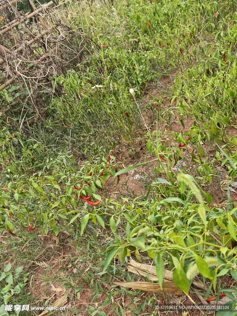 野外繁茂的綠色植物景觀