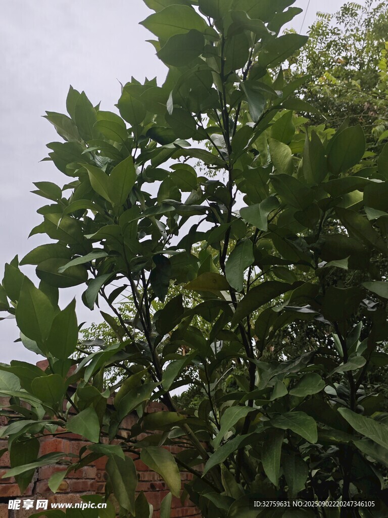 繁茂綠葉植物特寫