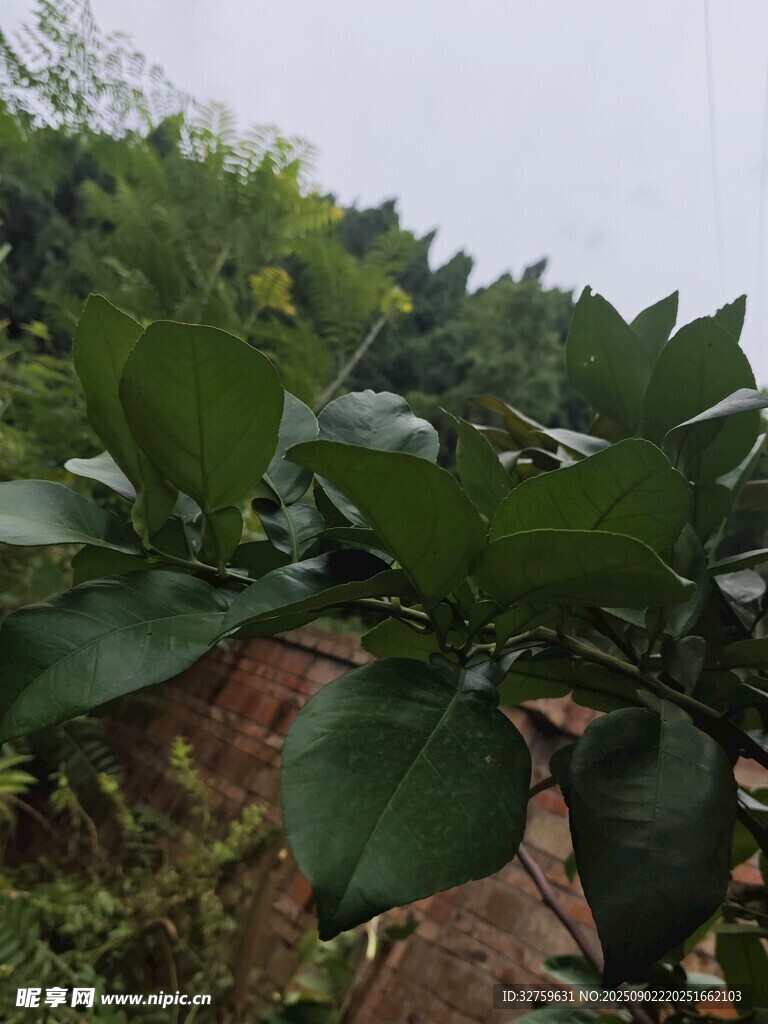 綠葉繁茂的植物景觀