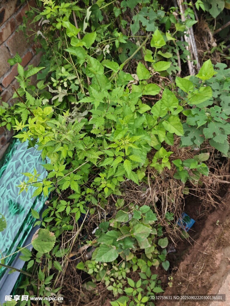 綠葉繁茂的自然植物景象