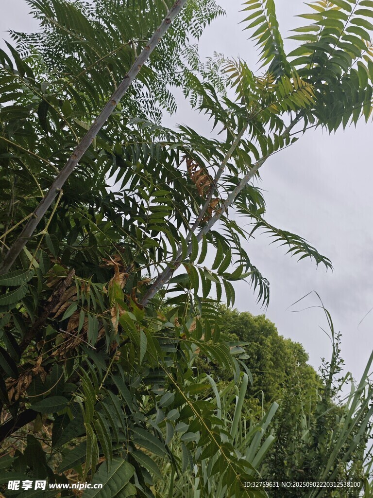 繁茂綠植