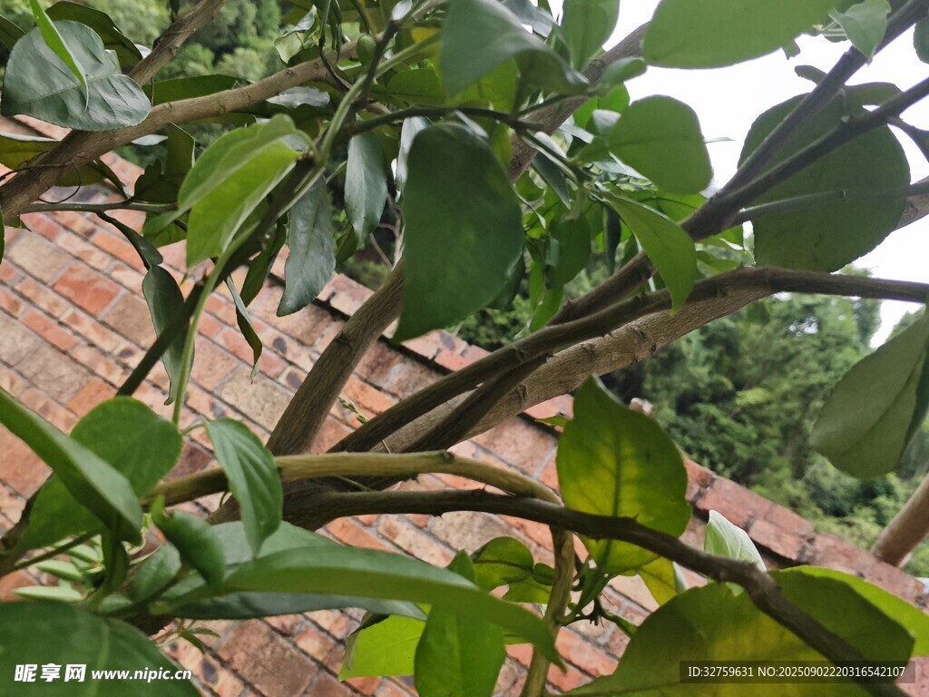 綠葉繁茂的植物枝干