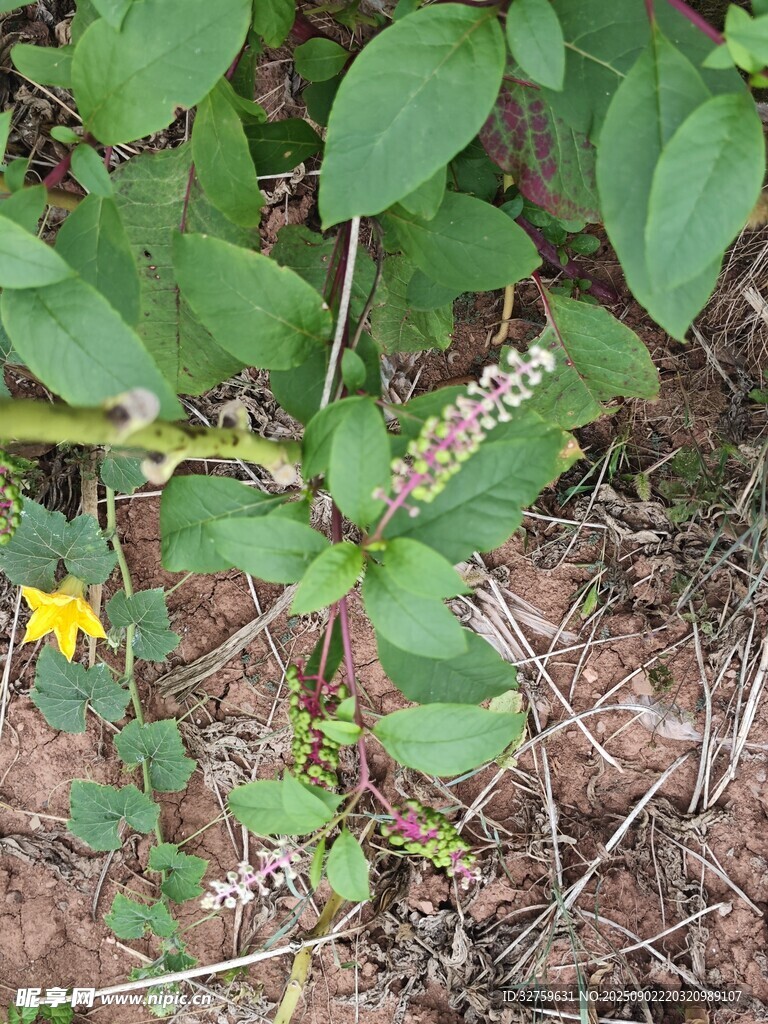 野外植物特寫(xiě)