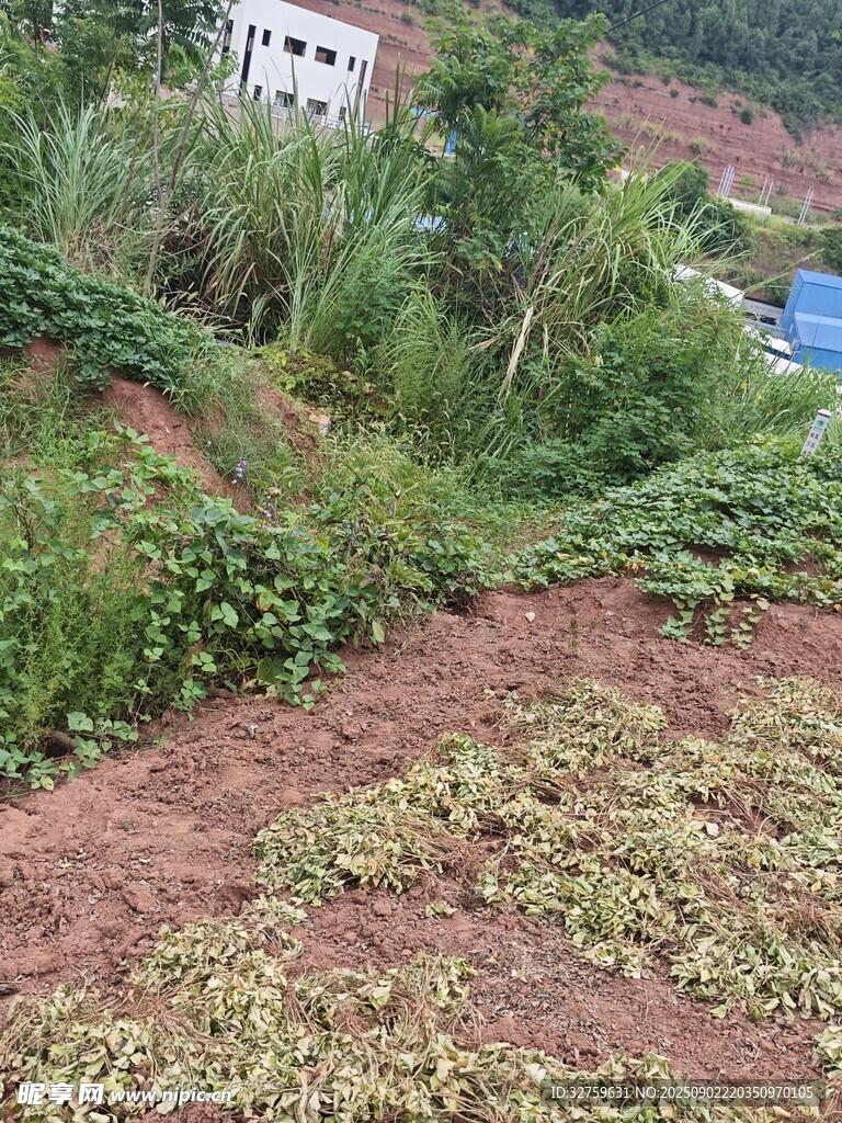 山坡上的綠植與裸露土地