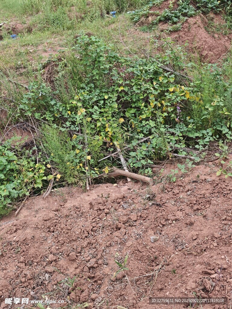 地面上的綠色植物與泥土
