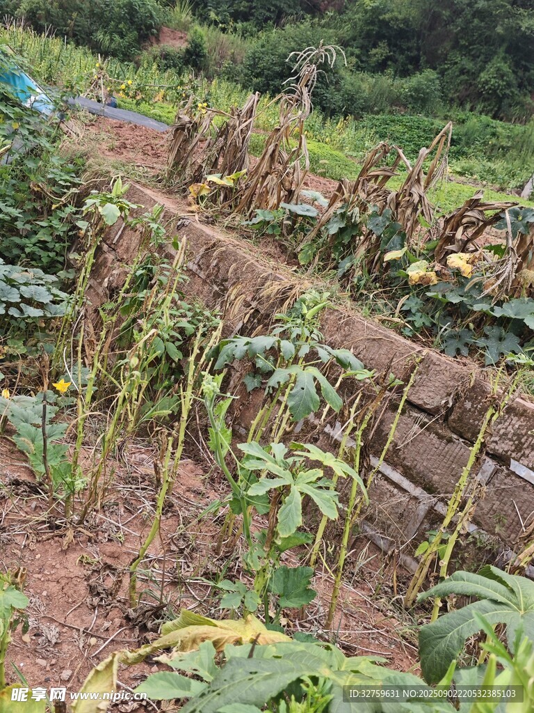 田園菜地中的作物幼苗