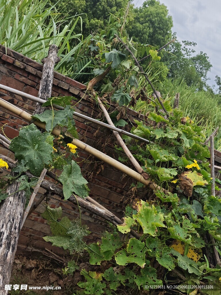 田園瓜藤架下的自然景致