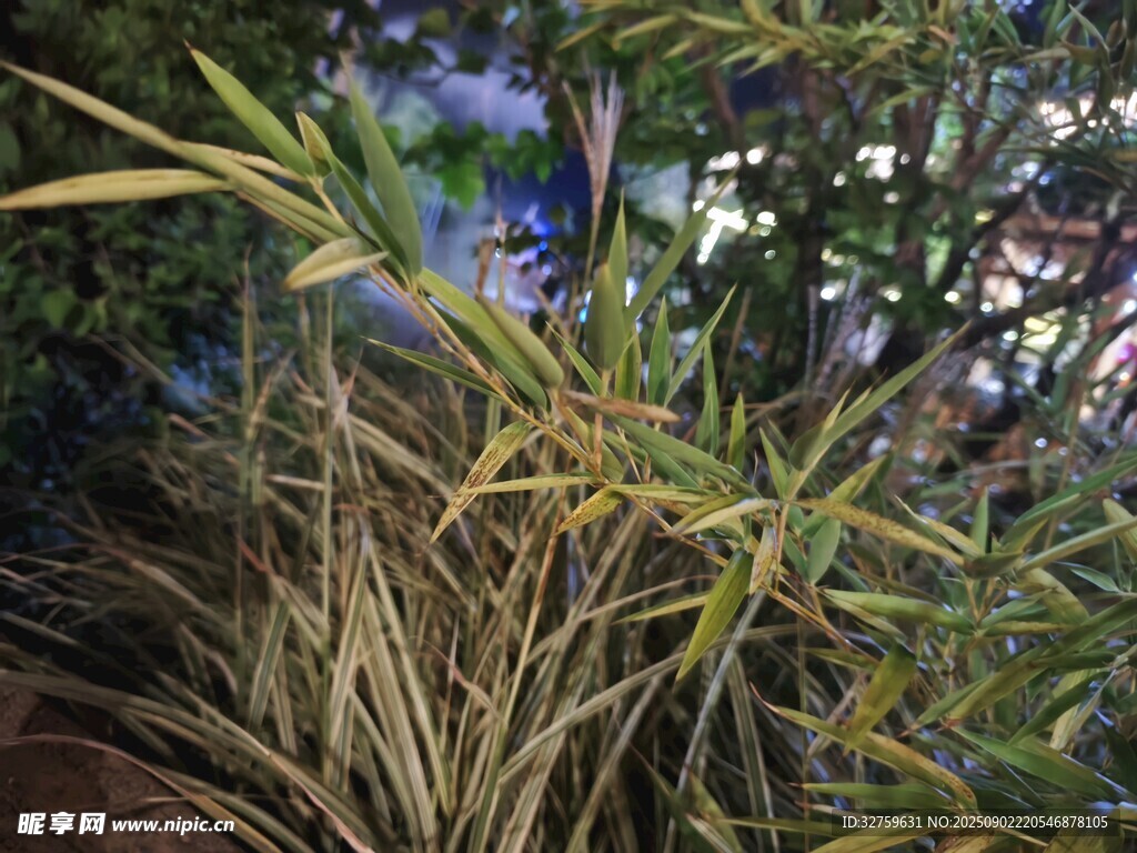 翠綠竹葉特寫