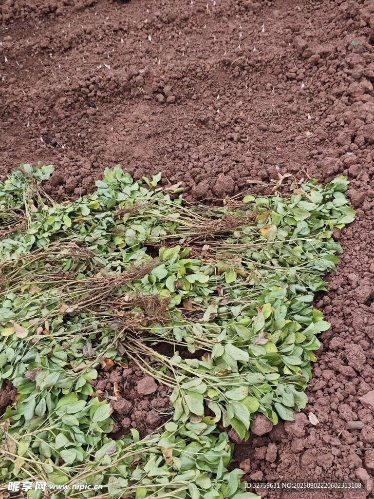 田地里的嫩綠植物