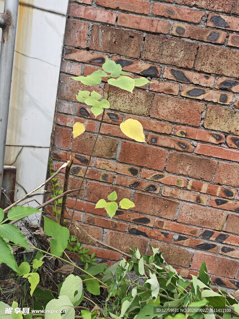 磚墻旁生長的翠綠植物