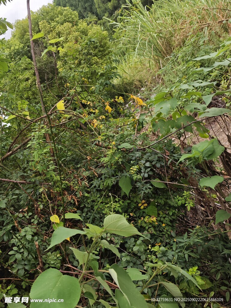 繁茂的野外植物景觀
