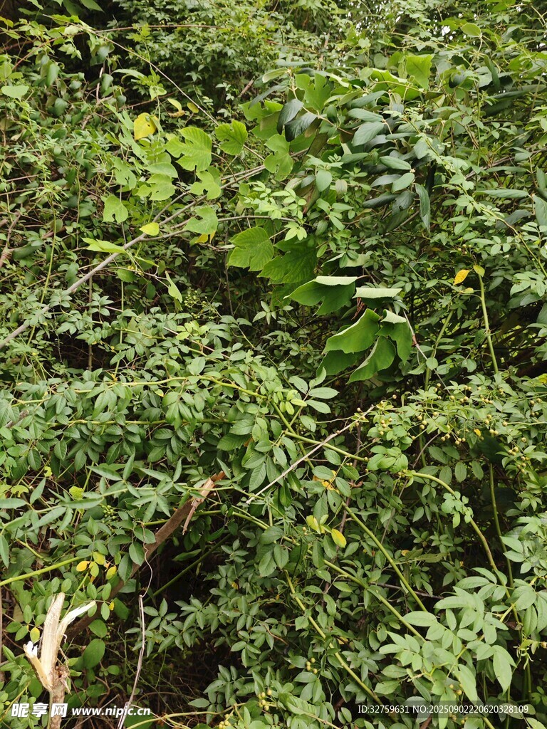 繁茂的綠色植物景觀