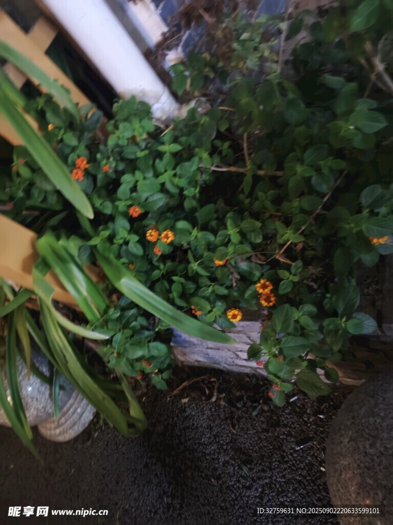 盆栽綠植中的多彩小花