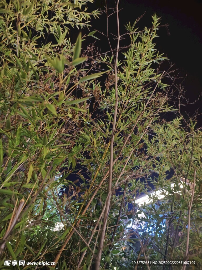 夜晚叢林中的植物景象