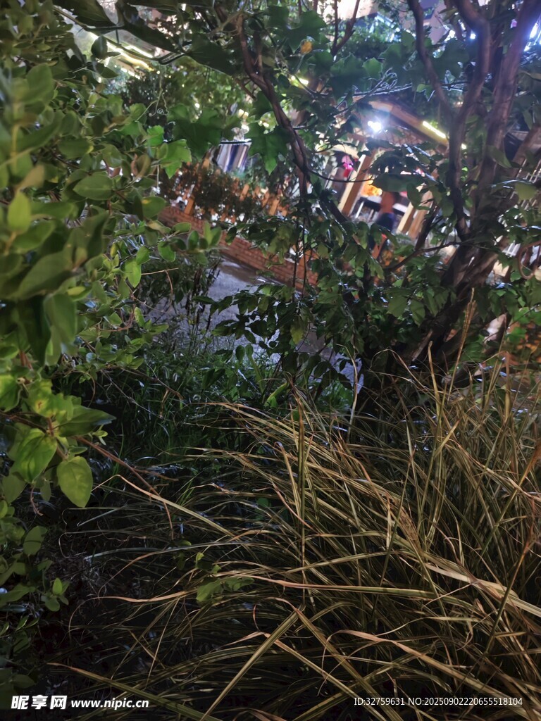 夜間綠植景觀