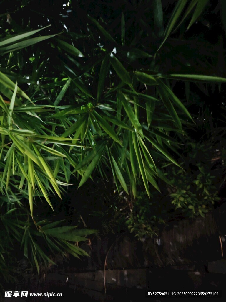 夜間翠綠竹葉特寫