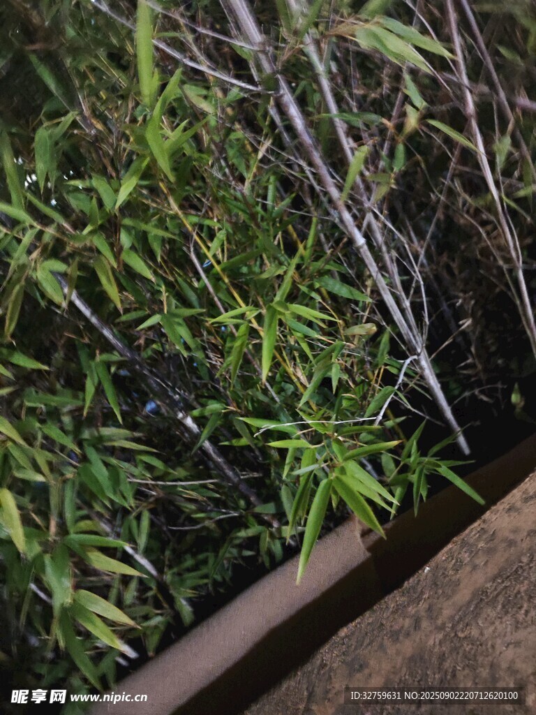 窗邊翠綠竹子生機勃勃