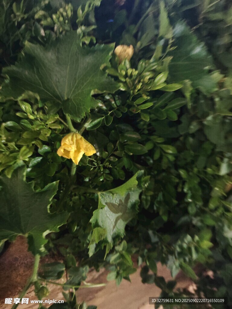 綠葉叢中的黃色小花