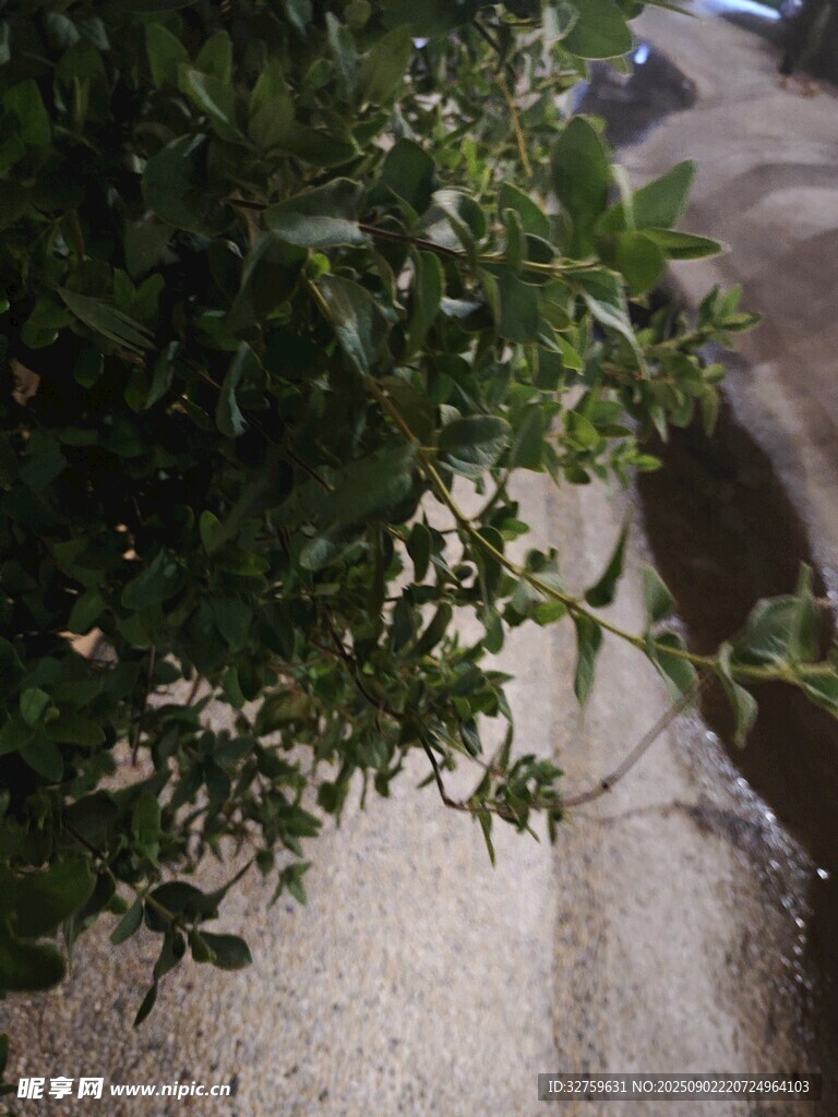 路邊綠植枝葉特寫