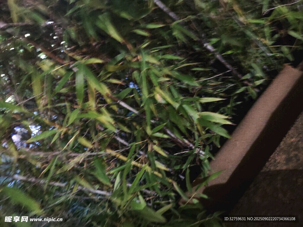 綠葉植物近景特寫