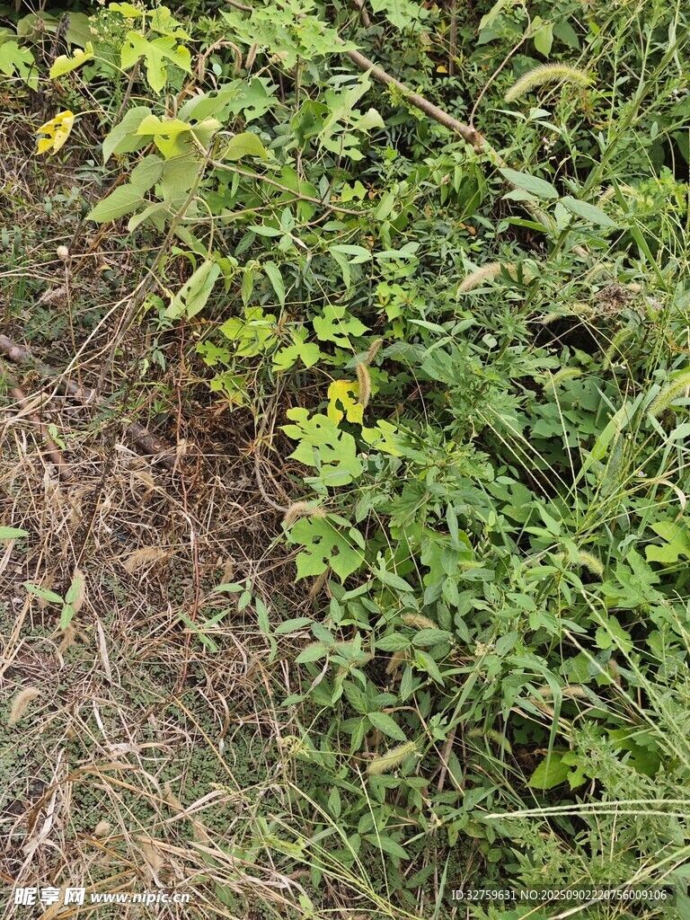 野外繁茂綠植景象