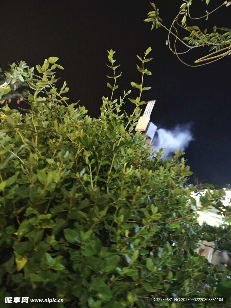 夜晚綠植間的神秘藍光