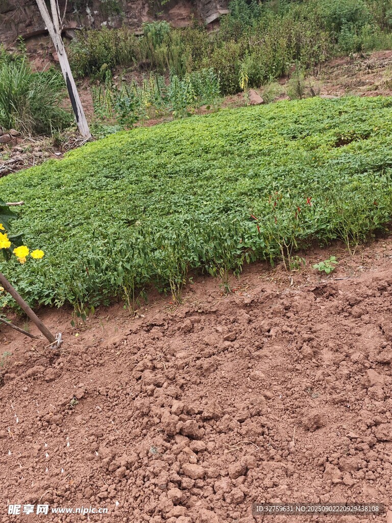 田邊綠意與黃色小花