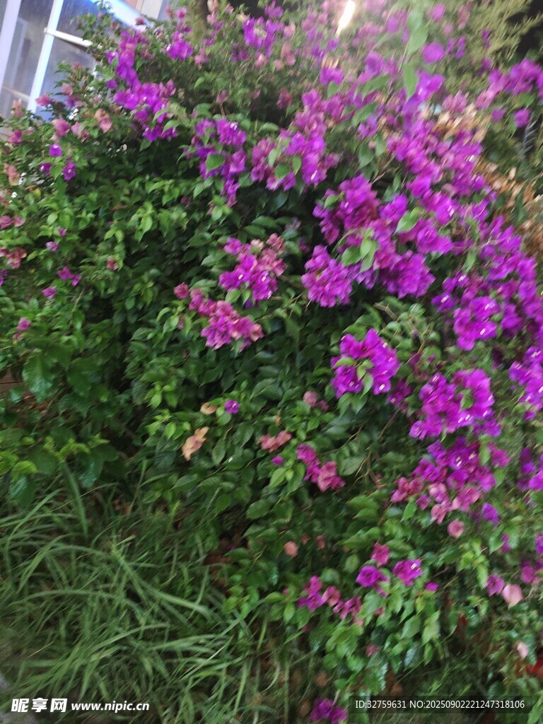 綻放的紫色三角梅