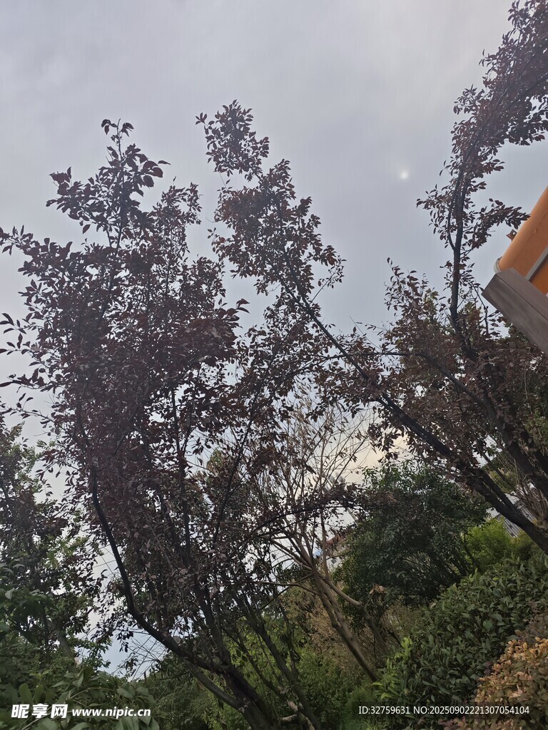戶外樹木景觀