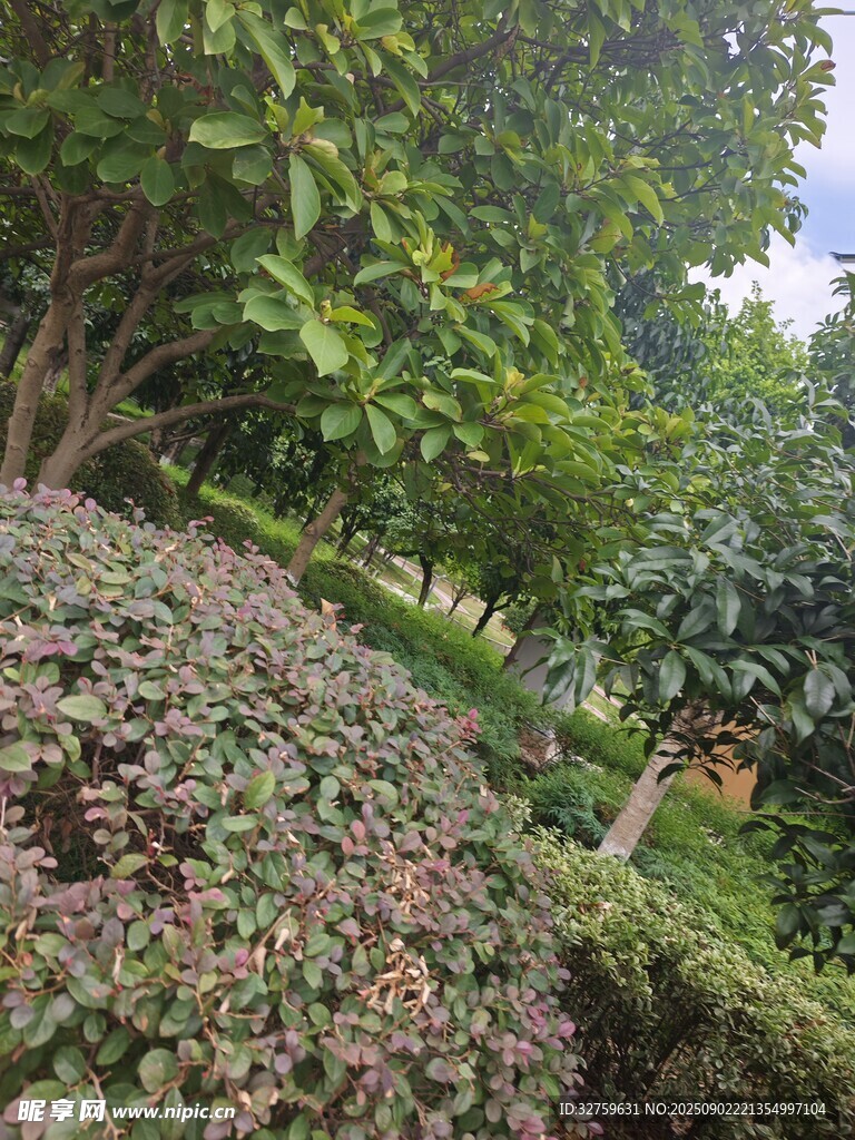 綠意盎然的園林景觀