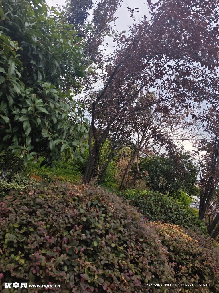 戶外繁茂綠植景觀
