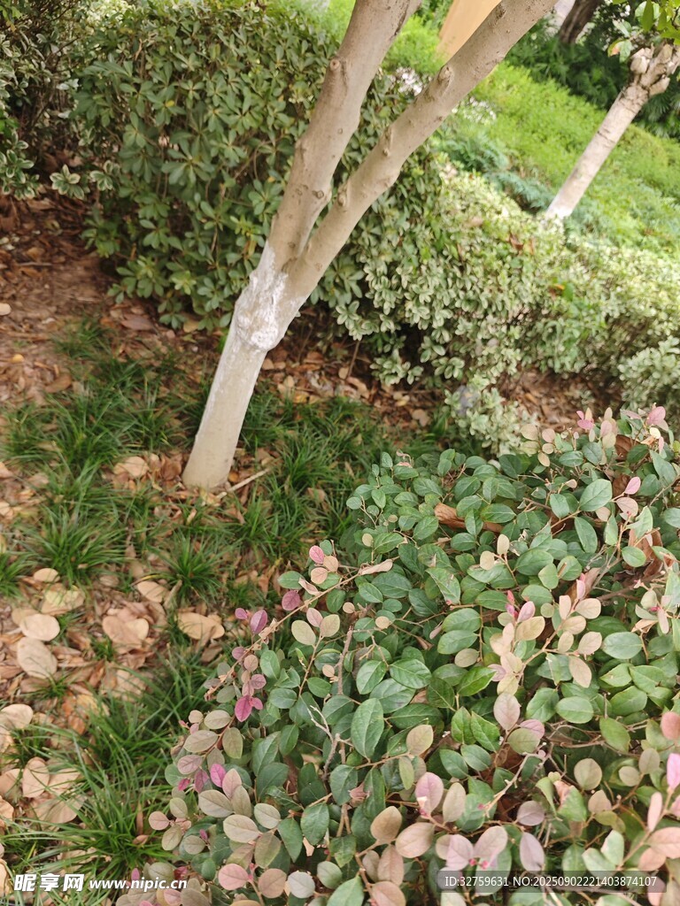 樹(shù)下綠植景觀