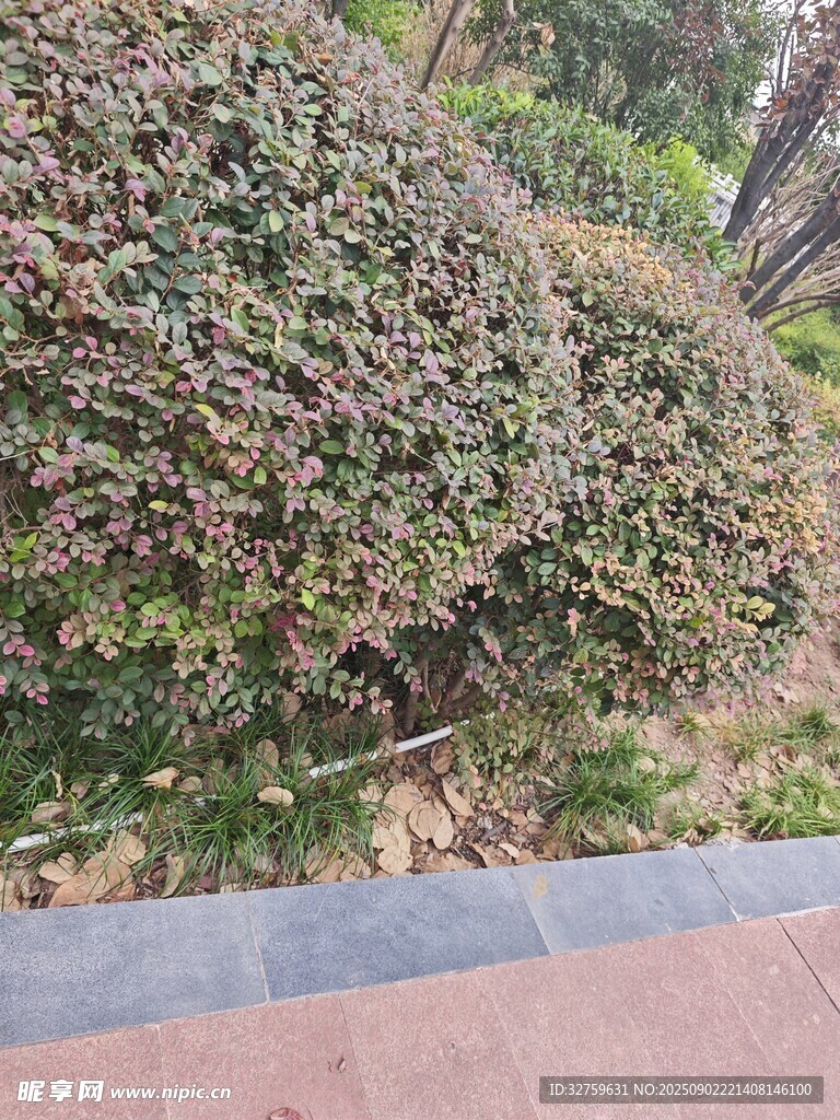 路邊繁茂的綠植景觀