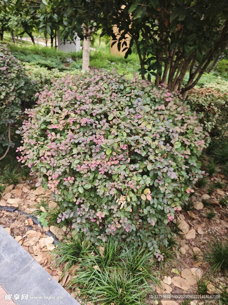 繁茂花叢中的多彩灌木