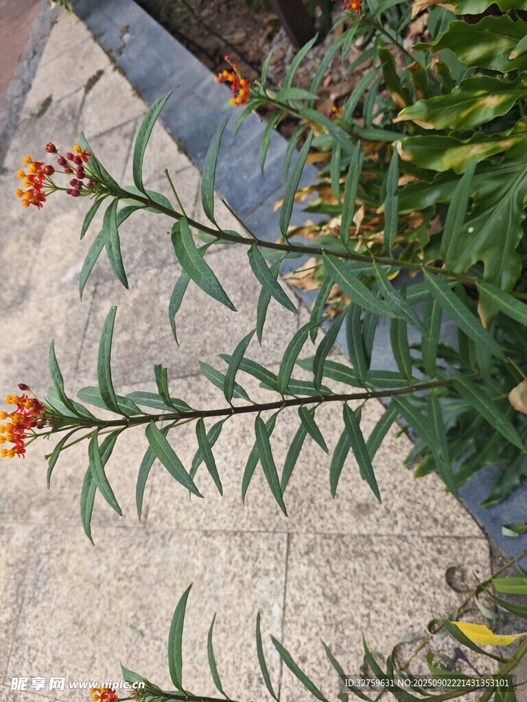 橙色小花植物特寫