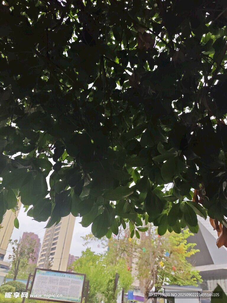 透過樹葉看城市景象