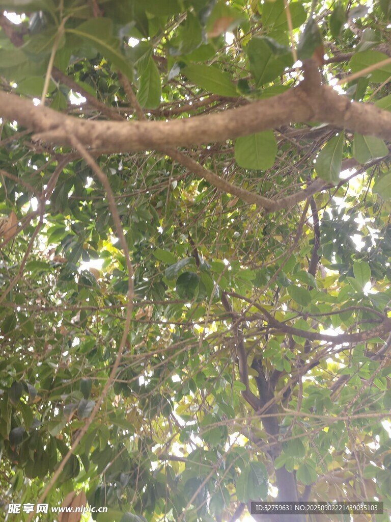 樹枝間的翠綠樹葉