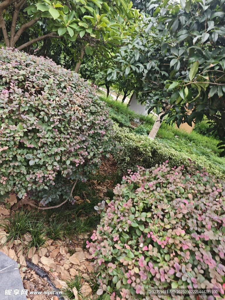 園林綠植景觀