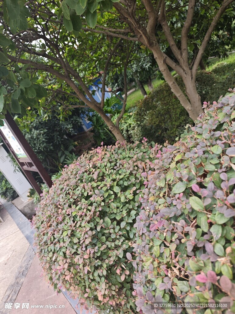路邊多彩綠植景觀
