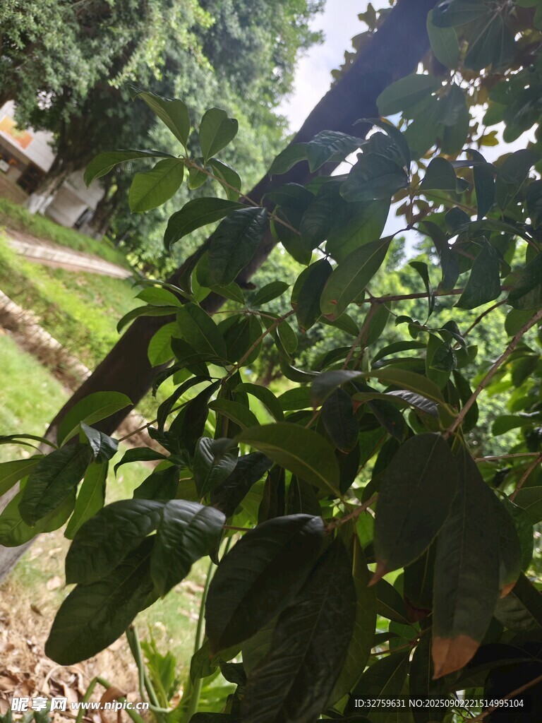 綠葉繁茂的戶外植物景觀