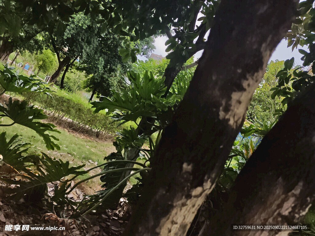林間綠意盎然的自然景致