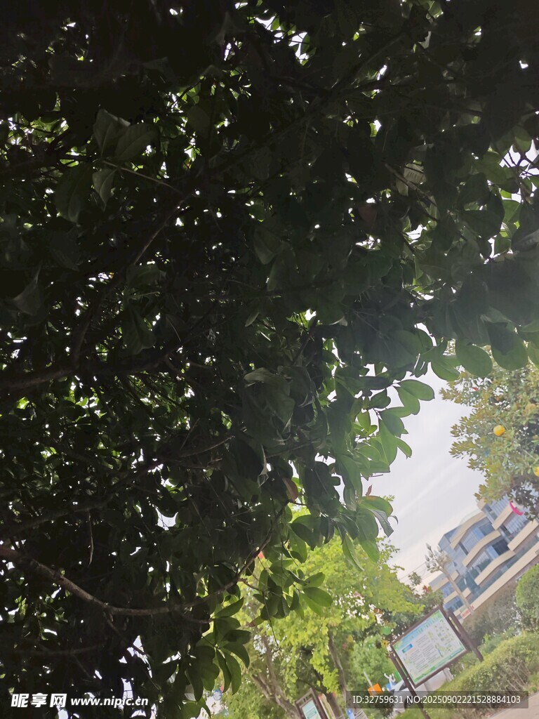 透過(guò)樹葉看遠(yuǎn)處景象