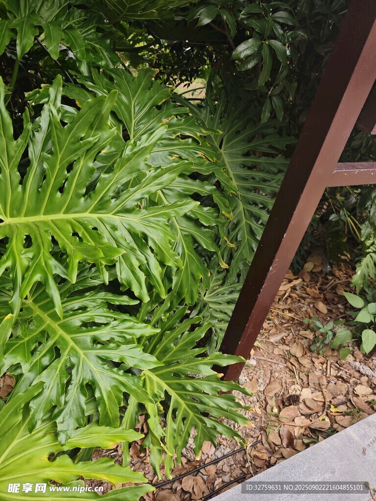 庭院中的蕨類(lèi)植物與木架