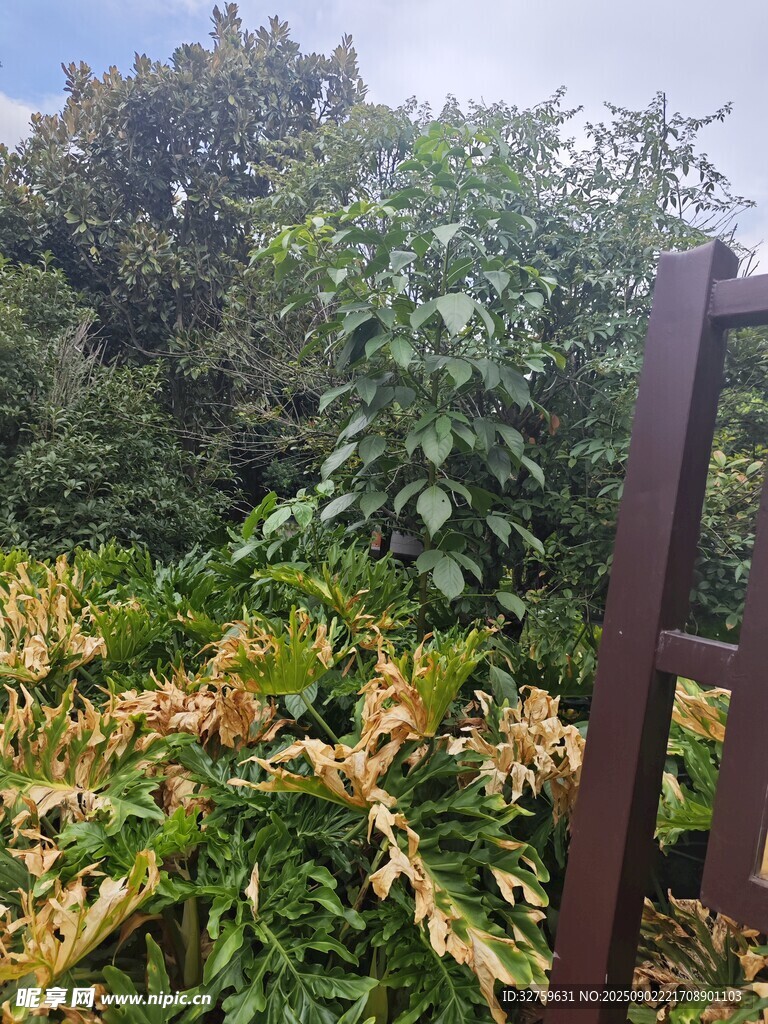 戶外綠植旁的木質(zhì)圍欄