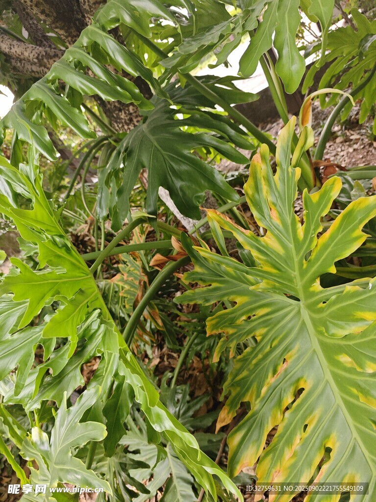 翠綠繁茂的熱帶蕨類植物