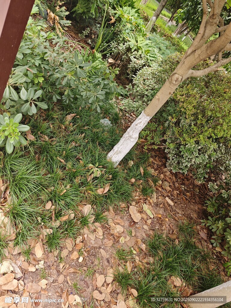 戶外綠植環(huán)繞的木質(zhì)場(chǎng)景